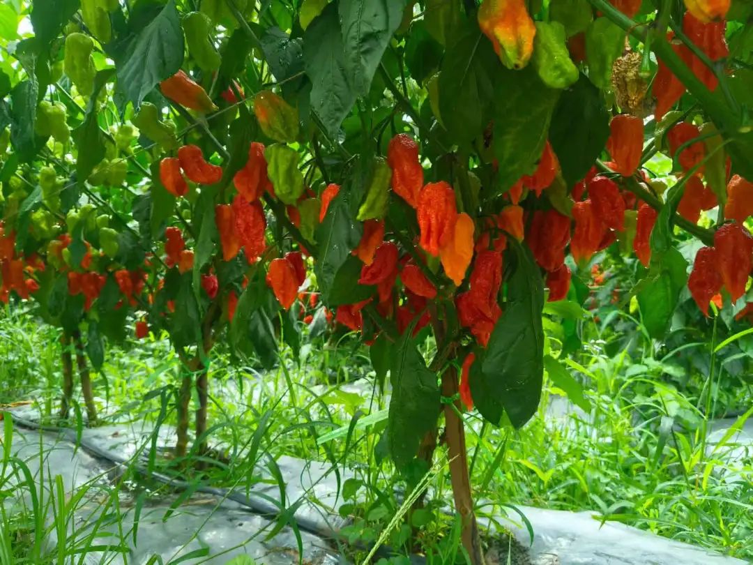 别只知道吃辣！这种“工业辣椒”藏着百亿商机，从餐桌火到军工