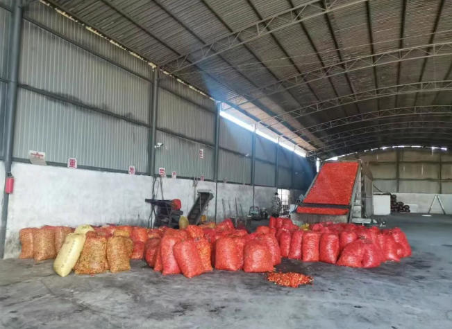 昌宁珠街：工业辣椒采收圆满结束