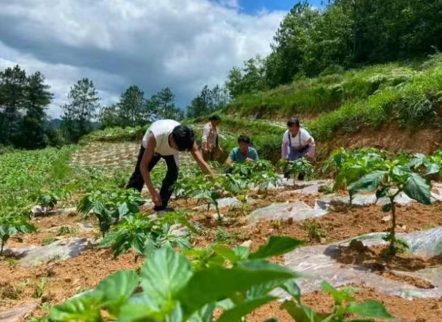 亩种植收益5000元，工业辣椒能做农药、驱虫剂，还能做武器？