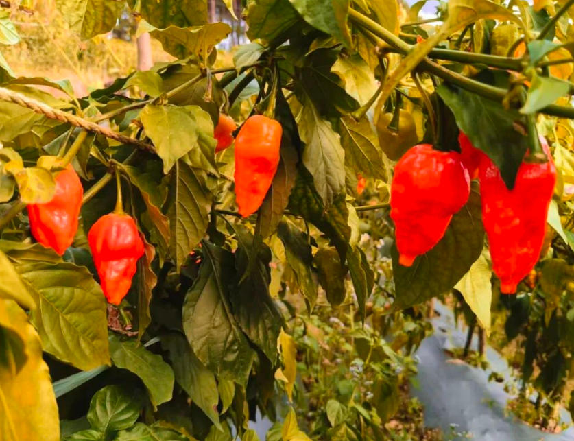 【竹塘产业】红了辣椒 富了口袋——竹塘乡工业辣椒喜获丰收 ，绘就乡村振兴“火红”画面