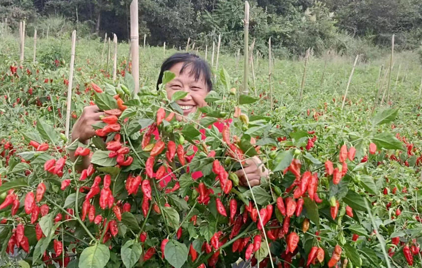 携手新疆企业，掘金工业高辣辣椒全产业链新蓝海