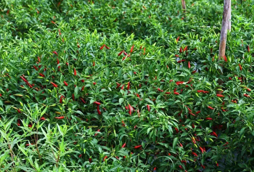 工业辣椒能在同一地点连续种植几年