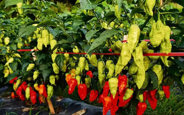工业辣椒的种类有哪些品种