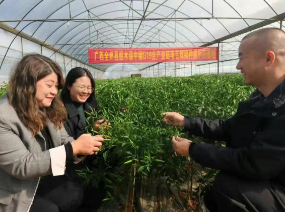 椒红缀枝丫，产业绽新花！南宁农场绍水基地工业辣椒示范种植实现“零突破” 图片 图片     椒红缀枝丫      产业绽新花！    南宁农场绍水基地工业辣椒  示范种植实现“零突破”  图片 图片