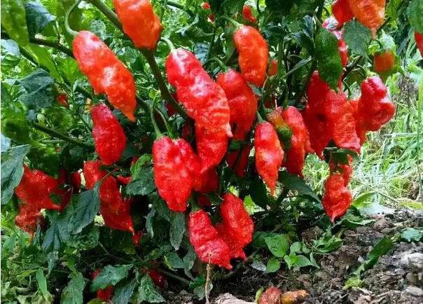 决胜“十四五” 迈上新台阶丨永胜：工业辣椒串起乡村振兴增收链