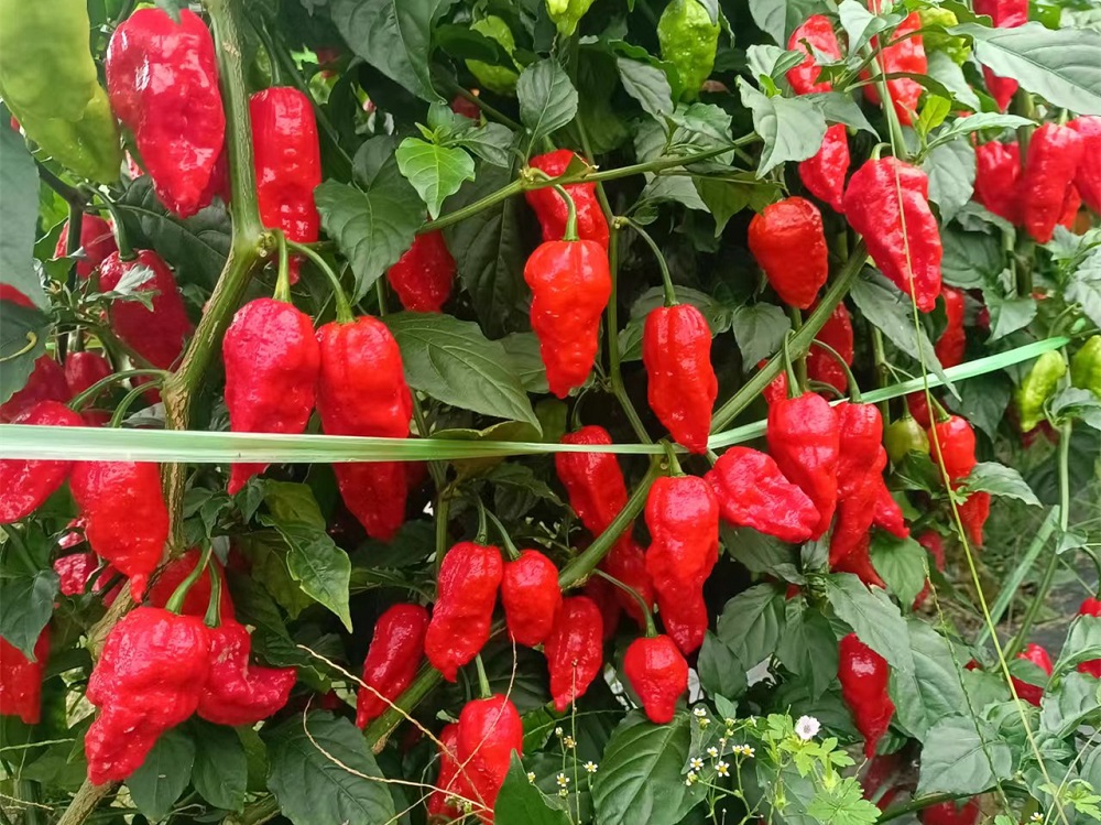 工业辣椒的种植技巧涉及多个方面，以下是关键步骤和注意事项