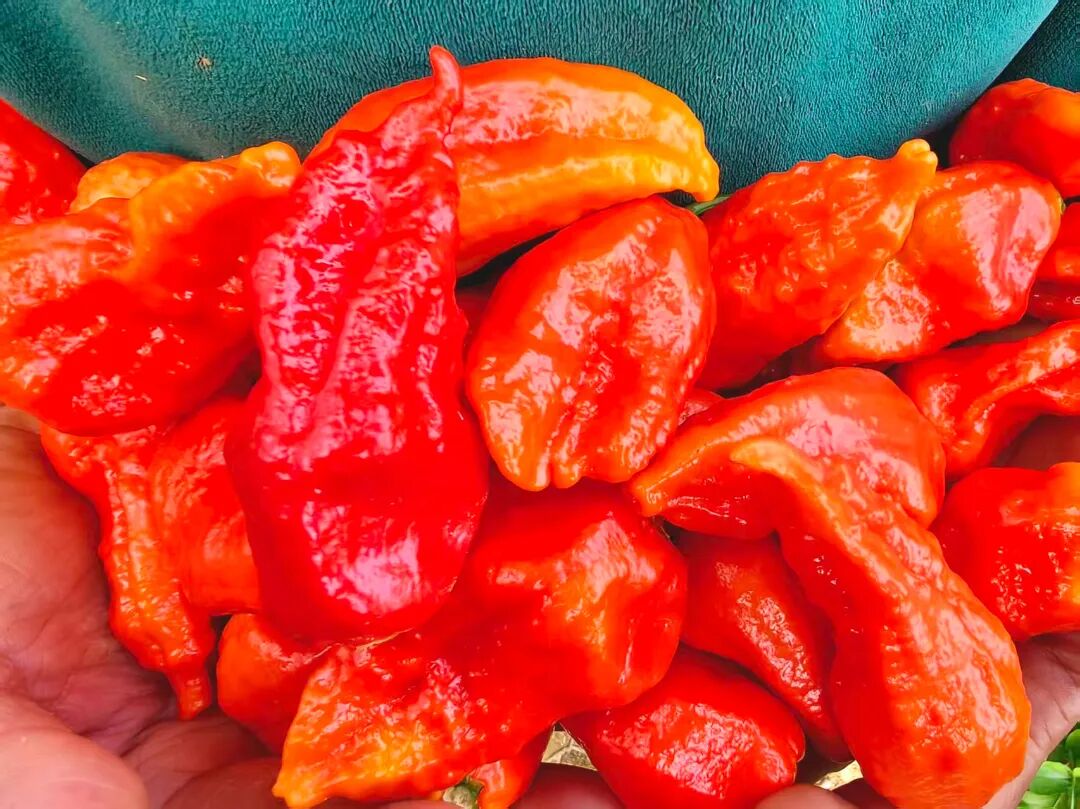 红了辣椒 富了口袋——竹塘乡工业辣椒喜获丰收 ，绘就乡村振兴“火红”画面