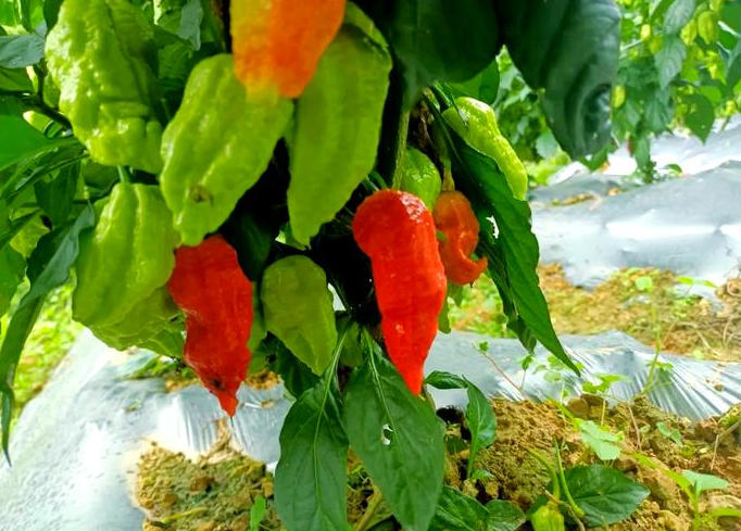 工业辣椒的种植与管理全解析：从幼苗到采收