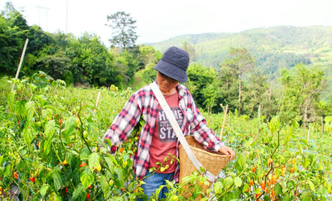 岔河乡文山村：工业辣椒采收加工忙 农民增收添新路