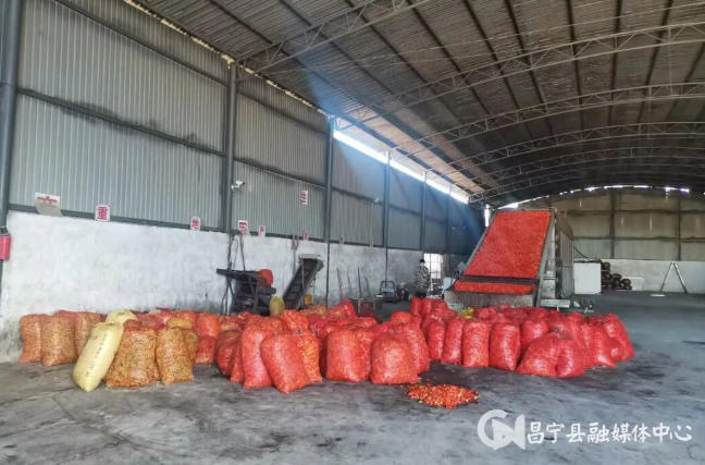 亩产值达4690元！珠街彝族乡工业辣椒采收圆满结束