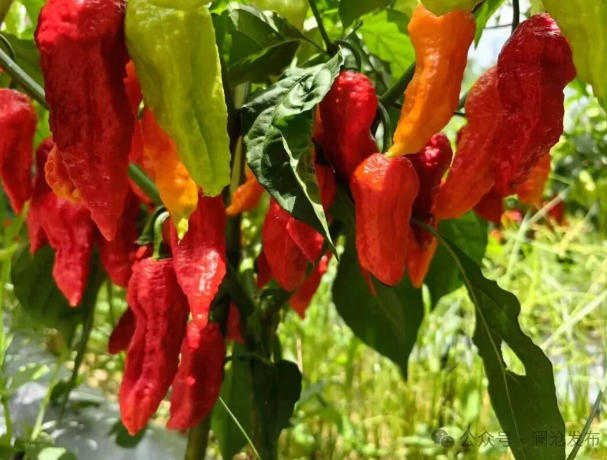 澜沧南岭乡：多元发展拓新路 产业融合促增收