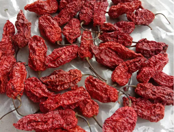 工业辣椒怎么种植管理,病虫害防治有哪些要点?