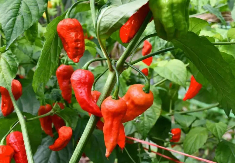 工业辣椒种植：山区优势与平原挑战