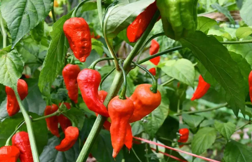 工业辣椒叶面有起皱是什么情况