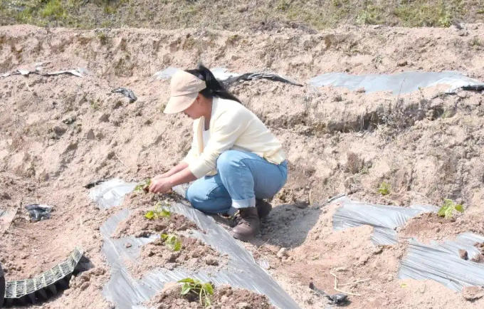 富东乡工业辣椒：挑战与机遇并存，引领乡村振兴