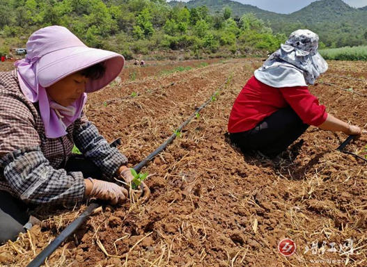 春耕正当时，“辣”出好日子——富乐镇春季工业辣椒种植火热进行中