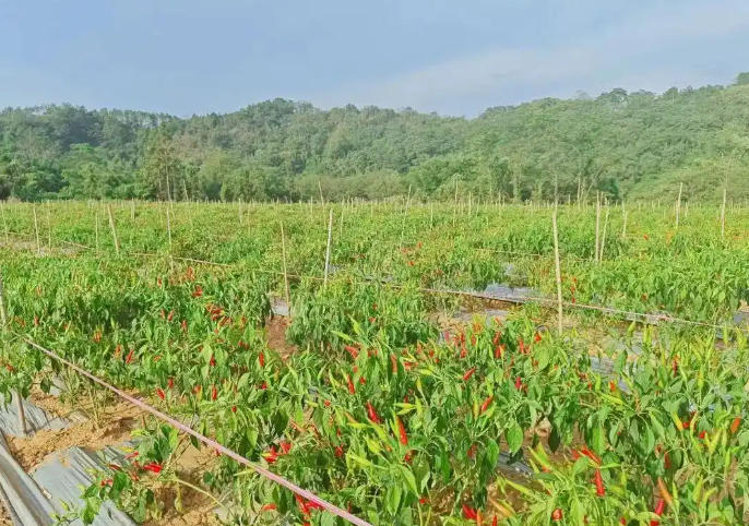 2025年中国辣椒产业发展现状分析及未来趋势预测