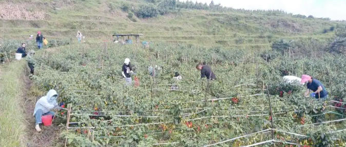 志愿者助力盈河村工业辣椒采摘，推动乡村振兴椒红缀枝丫，产业绽新花！全州工业辣椒示范种植实现“零突破”