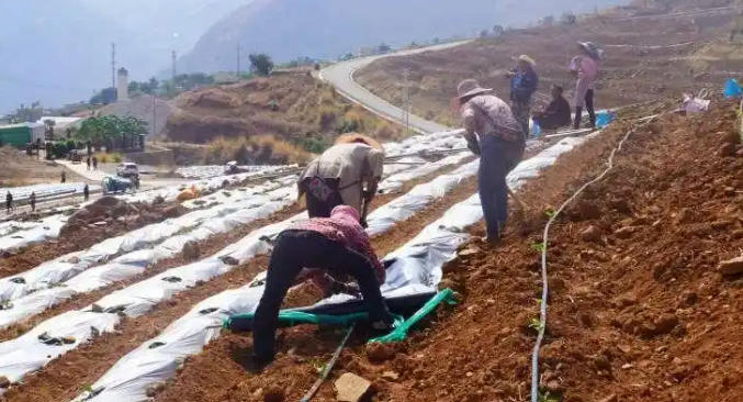 禄劝乌东德镇：500亩工业辣椒全面移栽！