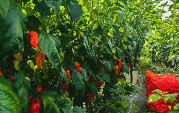 德苴乡：工业辣椒“红”透丰收季