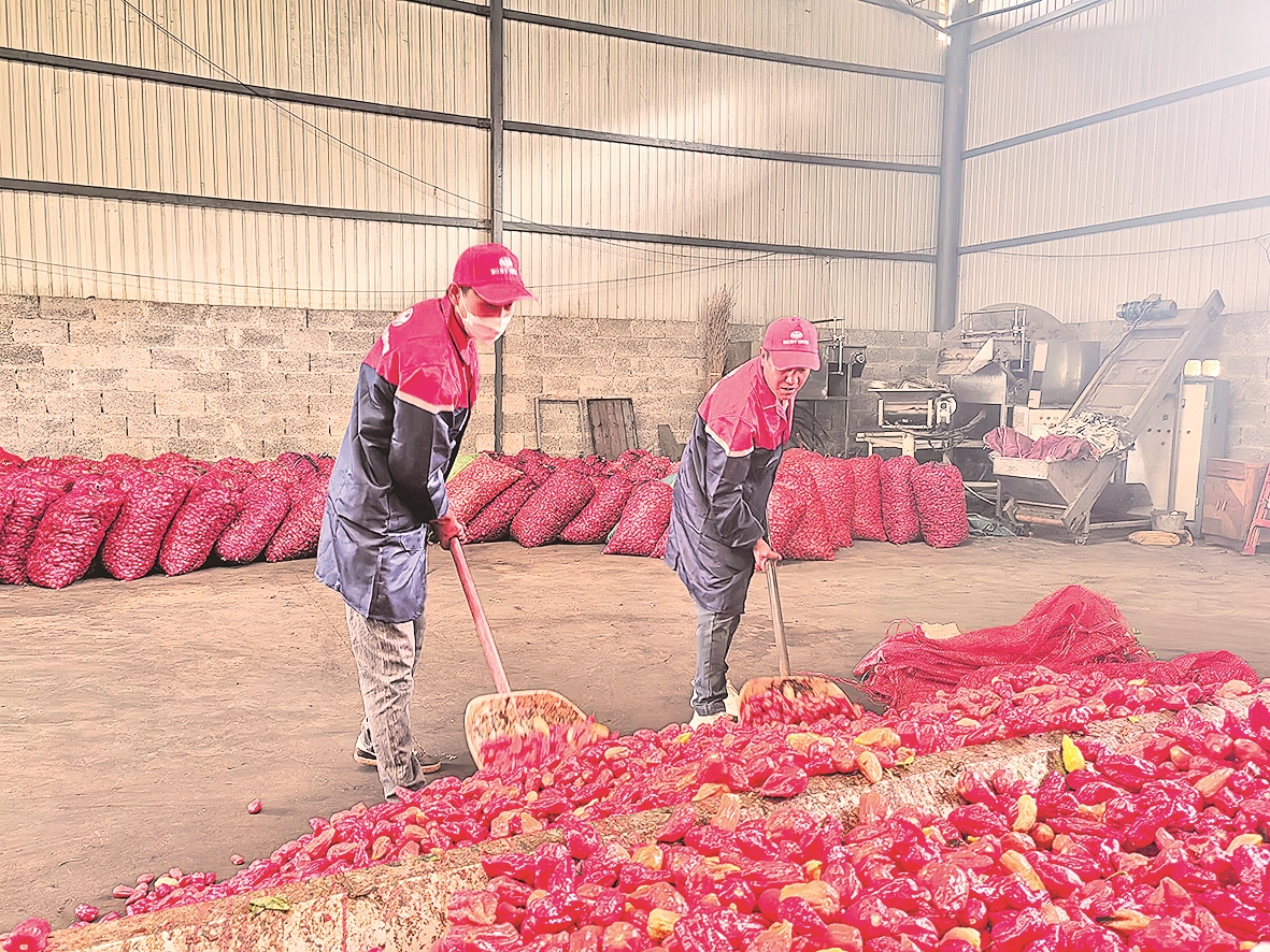 丽江3600亩工业辣椒喜获丰收——“小辣椒”撬动乡村振兴“大产业”