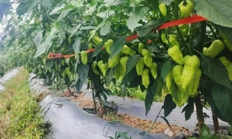 铜仁印江：用“工业锅”烹好辣椒这道“农业菜”