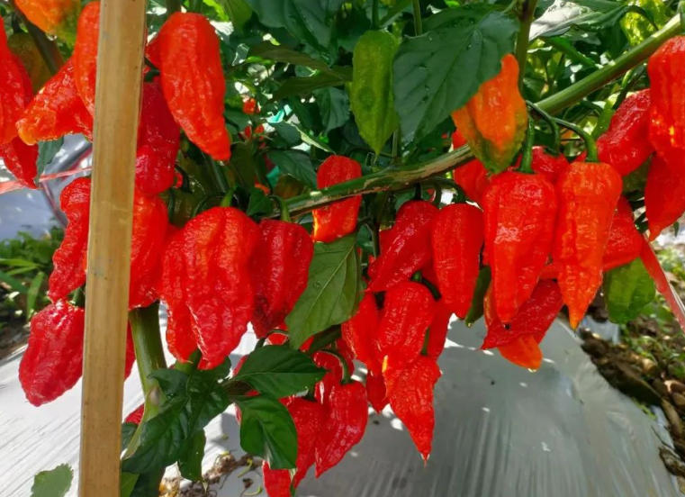 牟定县人民政府办公室关于印发牟定县辣椒产业发展五年行动计划（2025-2029年）的通知