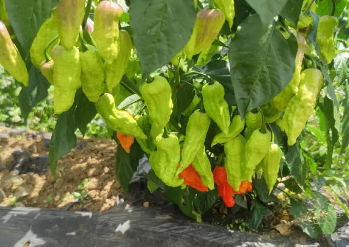 文山村探索“种植+加工”一体化发展模式