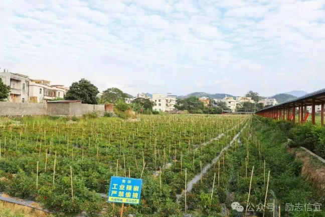 《全力推进朝天椒优势特色产业发展努力打造“中华辣椒第一镇”三步走架构规划》文本解读