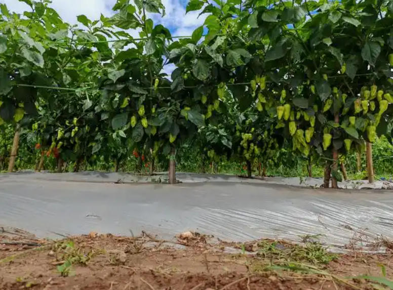 楚雄市新村镇：“政策助推，送技下乡”，工业辣椒种植现场会助推产业发展