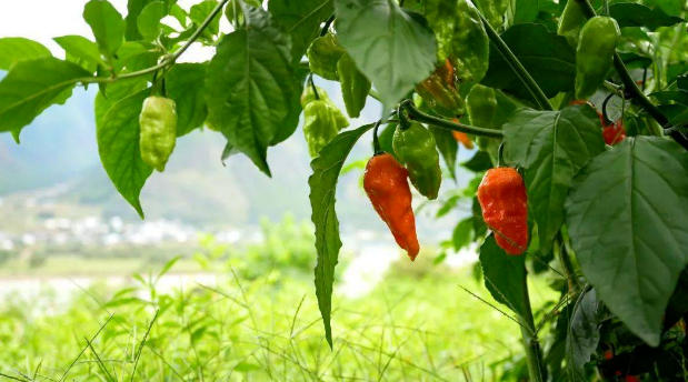 雷山县2025年辣椒产业发展实施方案