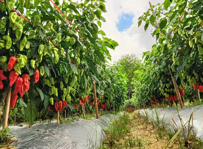 媒体聚焦·人民日报|工业辣椒蹚出“火红事业”