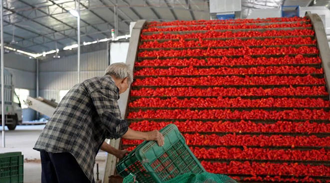 从鲜红到干红，庆元这个“中转站”日夜轰鸣！