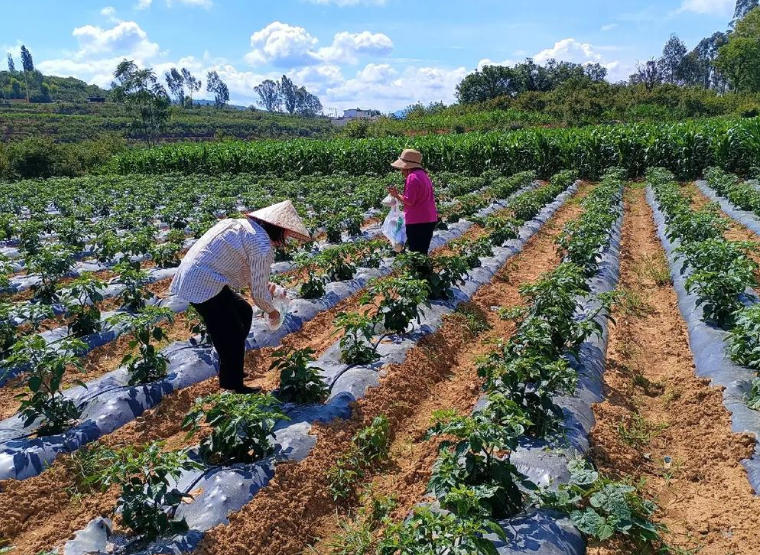 工业辣椒田间管理核心技术