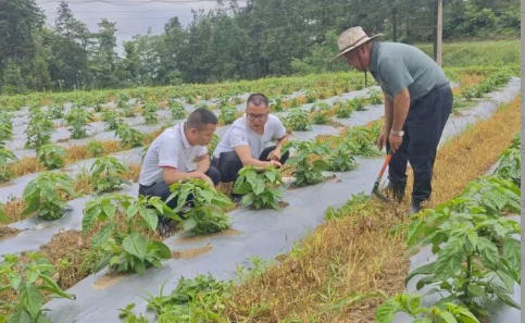 思南大坝场镇：专业企业扎根，工业辣椒“辣”出致富新图景