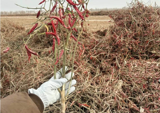 从实验室到田间，津道辣素科技有限公司赴新疆考察辣椒种植一线 津道辣素  2025年12月30日 13:35 四川 12月20日，津道辣素科技有限公司（以下简称“津道辣素”）与许华顺教授受农发集团邀请一