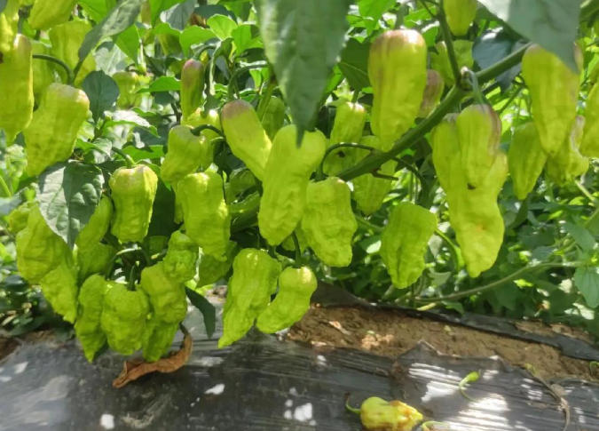 滇滩镇胜利村：订单农业“辣”出振兴路