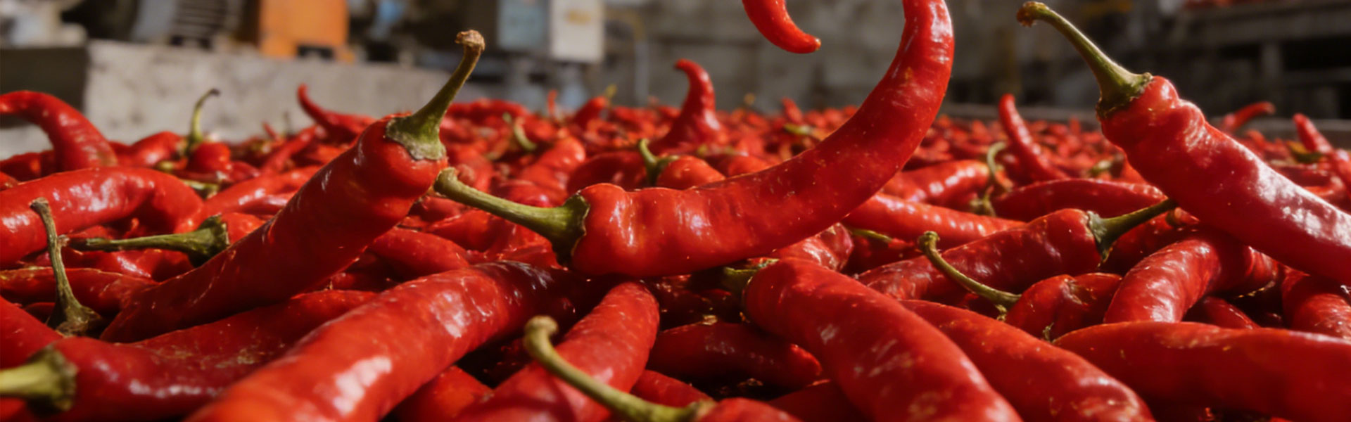 关于我们 - 工业辣椒网